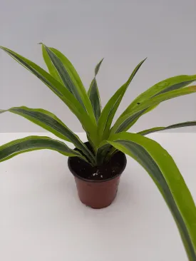 4" dracaena lemon lime