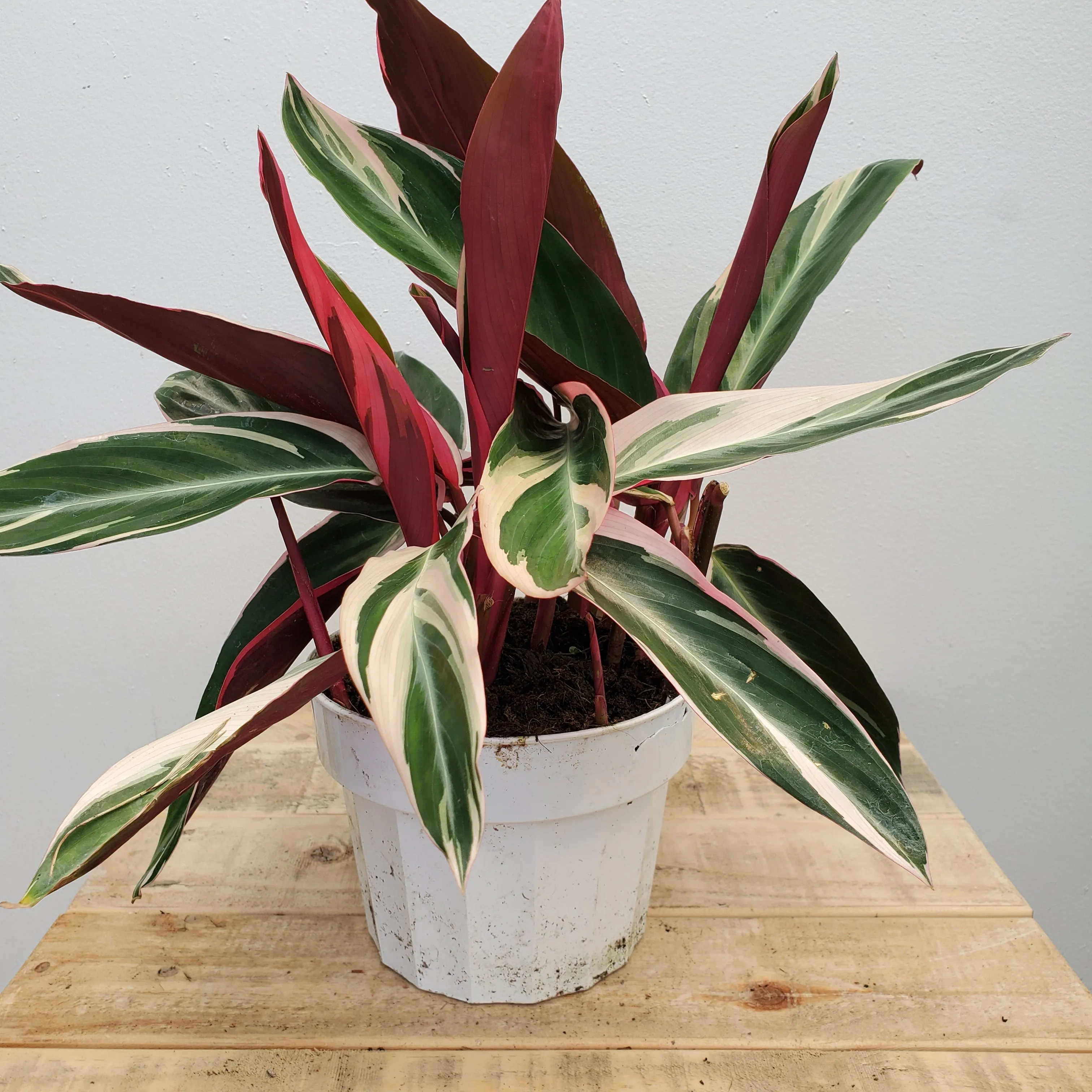 6" stromanthe triostar