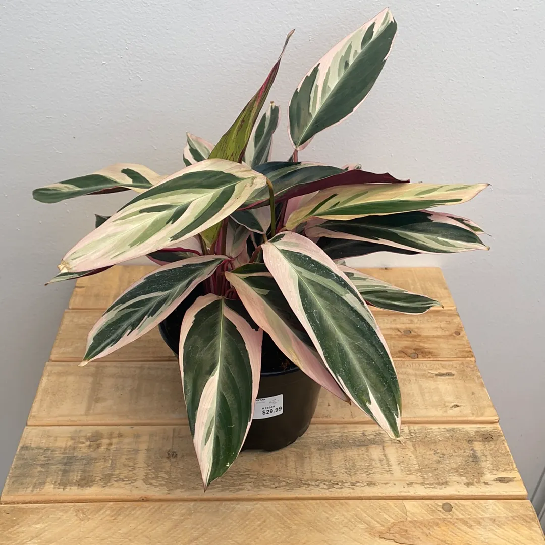 6" stromanthe triostar